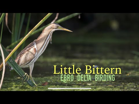 SPAIN BIRD WATCHING | LITTLE BITTERN | EBRO DELTA BIRDING