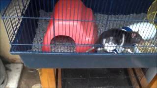Getting Rid of Mites on Rats