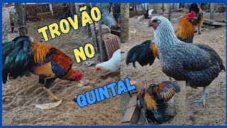 SOLTEI O GARNIZÉ MESTIÇO NO QUINTAL COM AS GALINHAS 