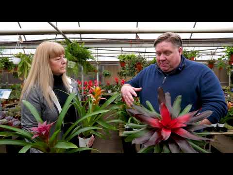 Gardening basics: How to care for bromeliads