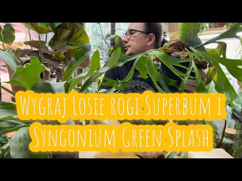 POKAZUJE MOJA KOLEKCJE ŁOSICH ROGÓW I DWIE NOWE ROŚLINY W TOWARZYSTWIE