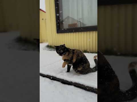Budín disfruta la nieve en El Chaltén ❄️🐈