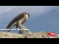 Eagle Attack Compilations