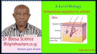 Temperature regulation in animals (A-level biology)