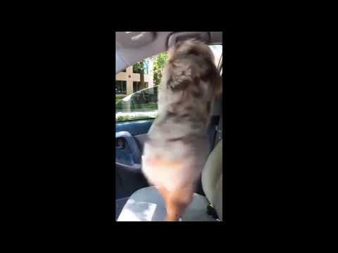 Animals Being Jerks | #shorts | r/animalsbeingjerks