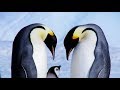 Expedition Emperor Penguin