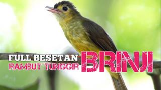 Download lagu Lawan langsung tumbang !! MASTERAN BRINJI RAMBUT TUNGGIR NEMBAK KASARAN PANJANG2‼️ mp3 Download lagu Lawan langsung tumbang !! MASTERAN BRINJI RAMBUT TUNGGIR NEMBAK KASARAN PANJANG2‼️ mp3