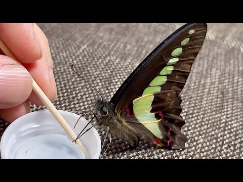 夜行性蝶の種類と特徴