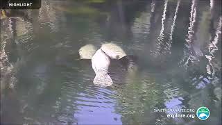 Above Water Manatee-Cam at Blue Spring State Park | 2023 Highlights