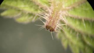 此物药毒同体却又让人闻之色变之2：荨麻及其花粉