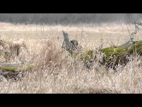 ASG sulechów 1.3.2015