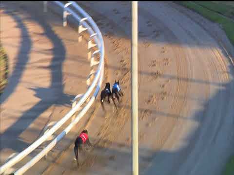 Brinkleys Poet - Ladbrokes Gold Cup 2018 (Semi Final 1)
