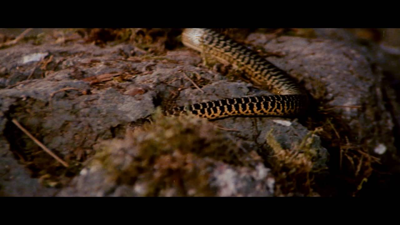 Trailer Trauma 2: Drive-In Monsterama