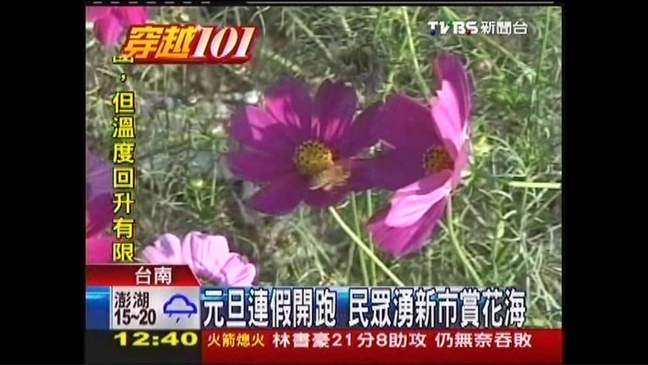 元旦連假開跑 民眾湧新市賞花海