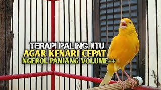 Download lagu kenari gacor panjang Cuit Cuit EMOSI, Pancingan Kenari Paud Belajar Bunyi, terapi AMPUH Kenari MACET mp3