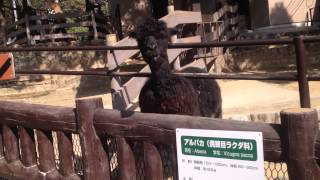 体の毛が星型になってるかわいいアルパカさん  Alpaca The lovely alpaca from which bodily hair is a star type