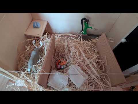 2025-22 - Die Festnahme