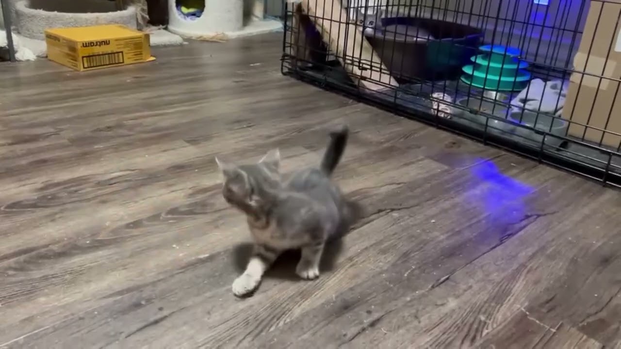Carleton, an adopted mixed breed in Toronto, ON video 6/6