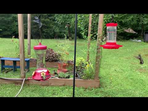 Ruby-throated Hummingbirds July 2019