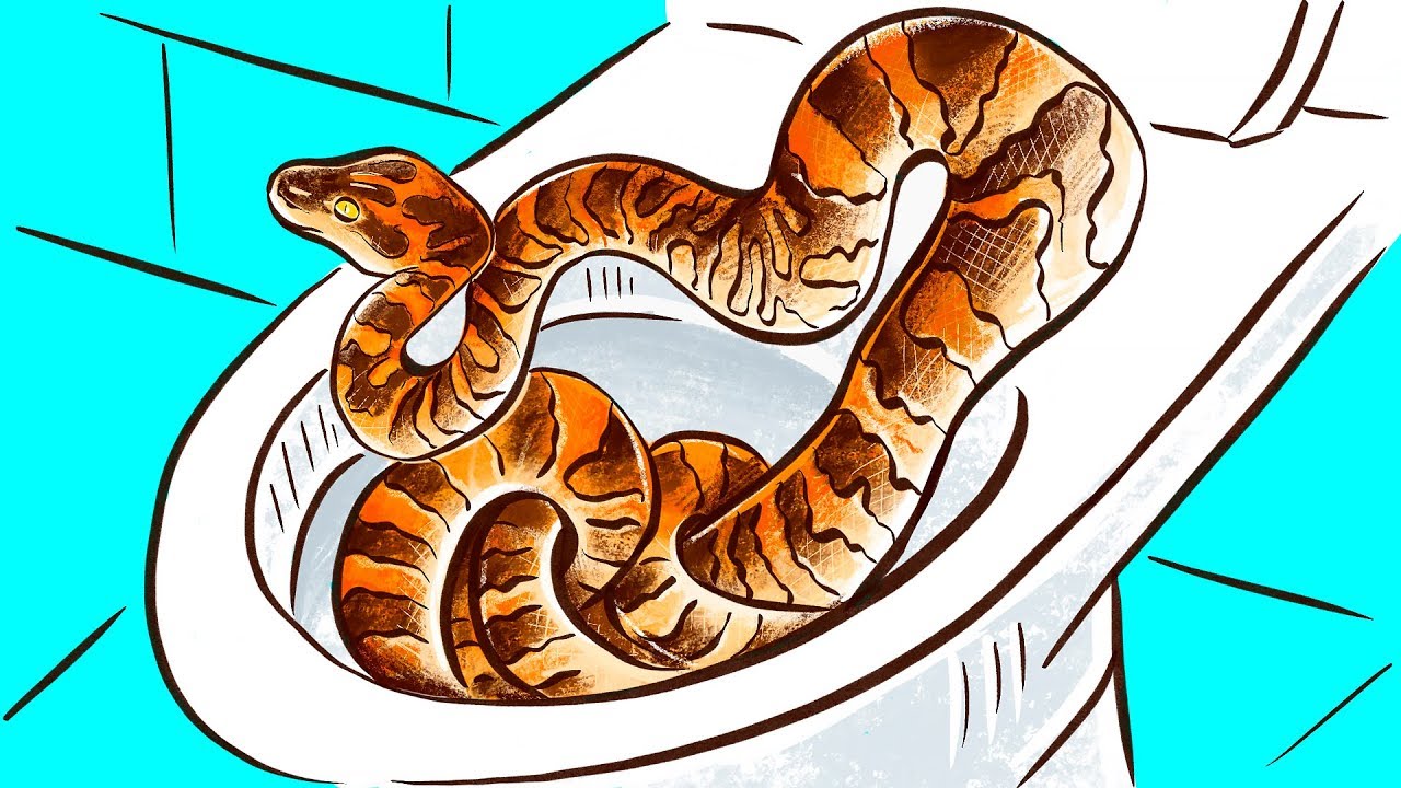 As Cobras Podem Mesmo Entrar Pelo Encanamento Do Vaso Sanitário?