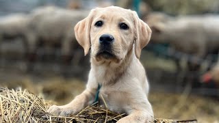 Download Lagu Yellow Lab, 12 Weeks, Puddles | Best Puppy Training | Off Leash K9 Thumbnail