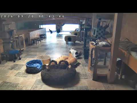猫の部屋（笑にゃんこ王国）のライブカメラ映像