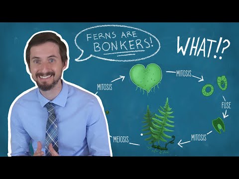 There's Something REALLY WEIRD About Ferns, And You Should Know About It!