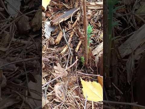 コーストセコイア 植物