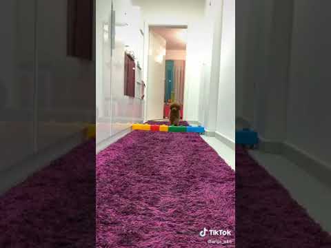 TIK TOK/w Arija Kids Channel