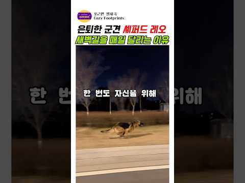 은퇴한 군견 셰퍼드 레오 새볔길을 매일 달리는 이유 #강아지 #애견영상 #반려견 #반려동물 #셰퍼드