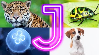 Amazing  Animals Starting With J || Animals And Birds Starting with J