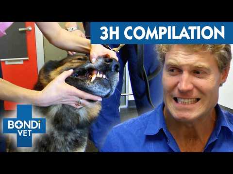 Bondi Vet Marathon - Get Ready for the Wildest 3 Hours of Your Life! | Bondi Vet S5 Compilation