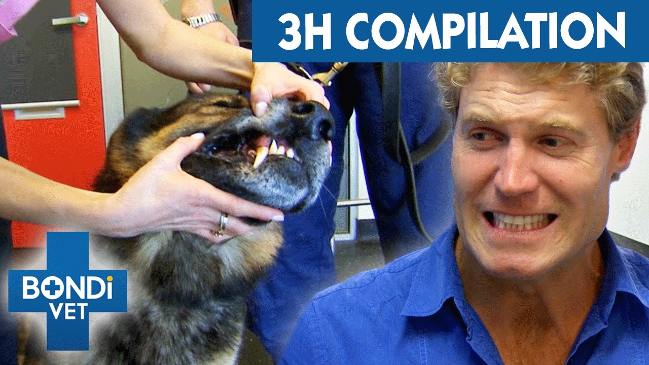 Bondi Vet Marathon - Get Ready for the Wildest 3 Hours of Your Life! | Bondi Vet S5 Compilation