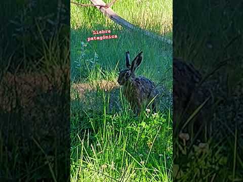 liebre patagónica en su hábitat natural en una chacra de Gaiman-Chubut