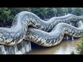 When Nature Calls The Raw Power Of Animal Mating
