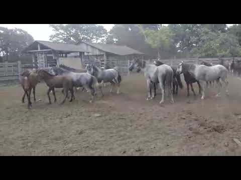 Cavalos Lavradeiros.