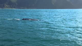 preview picture of video 'Blue Whale pays a visit to Kaikoura'