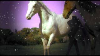 preview picture of video 'Happy Holidays from Painted Bar Stables!'