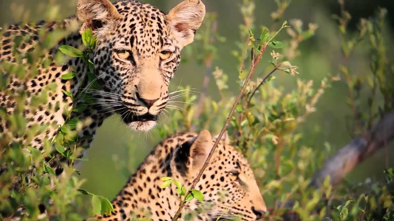 Singita's 100 Year Vision