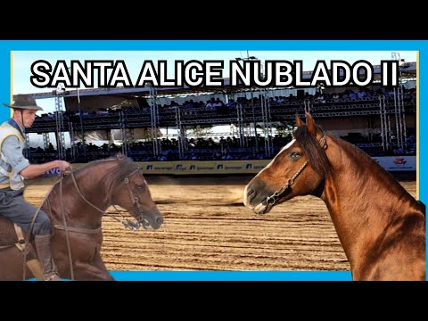 SANTA ALICE NUBLADO II #geneticacrioula #abccc #horse #cavalocrioulo #freiodeouro #doma
