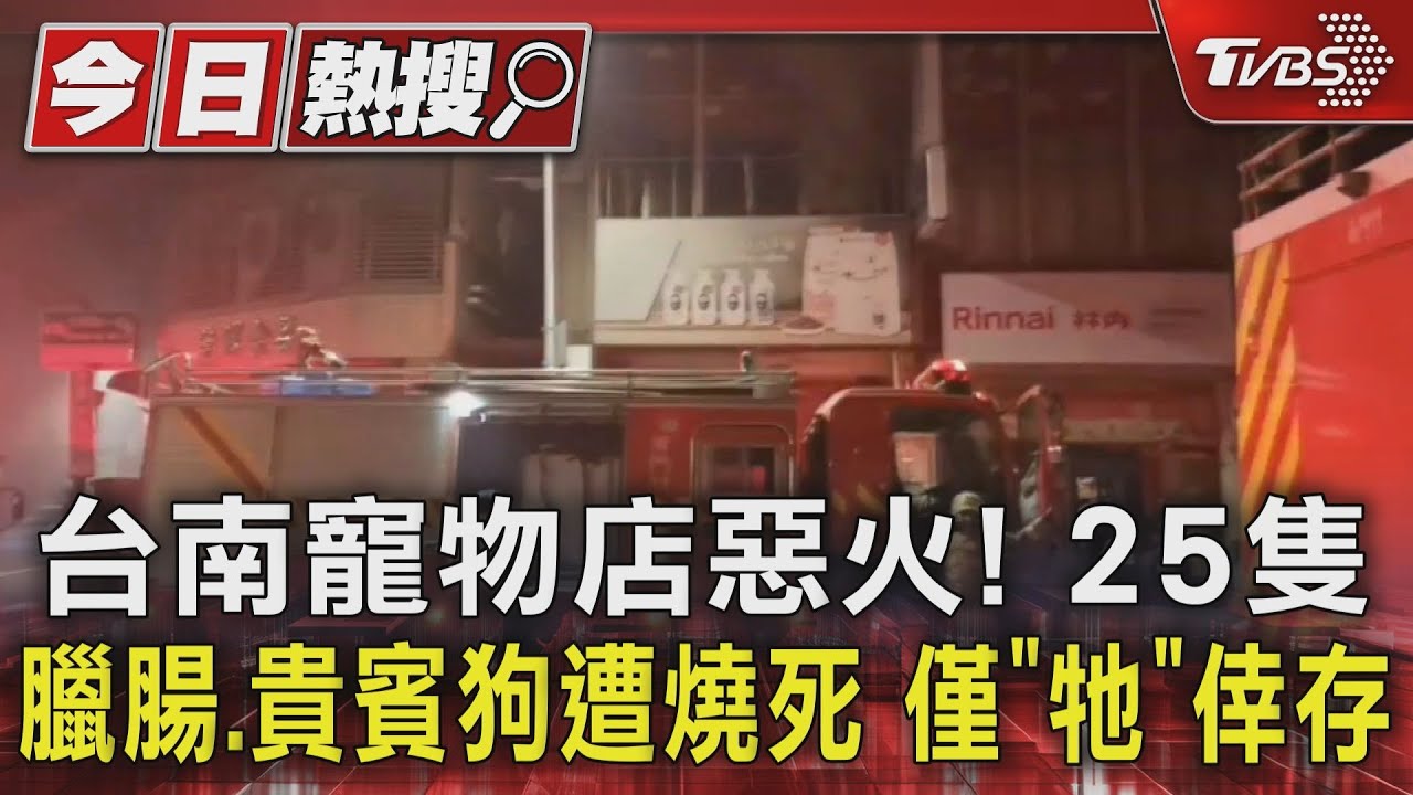 台南寵物店惡火！25隻臘腸.貴賓狗遭燒死　僅「牠」倖存