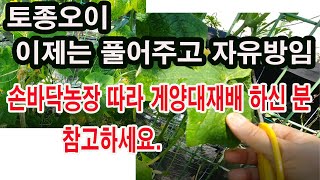 토종오이, 이제는 풀어주고 자유방임!! 손바닥농장 따라 게양대재배 해오신 분 참고하세요.(오이 재배, 토종오…