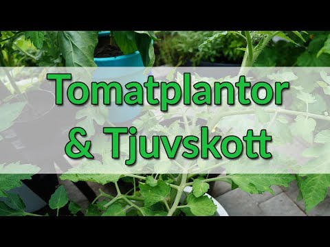 , title : 'Hur du tjuvar en tomatplanta - Snabbtips från OdlingsGuiden.se'