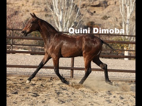 Quini Dimoba II (Publicado 10-2-2018)