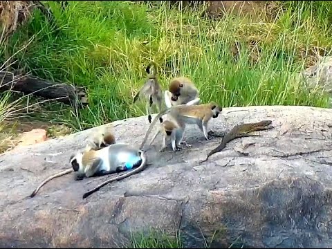 Vervets and Monitor Lizard. Explore.org 19 July 2020