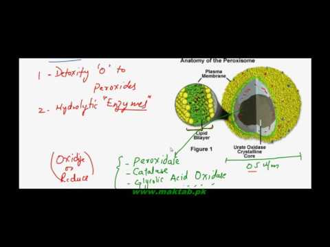 FSc Biology Book1, CH 4, LEC 11; Peroxisomes and Glyoxisomes