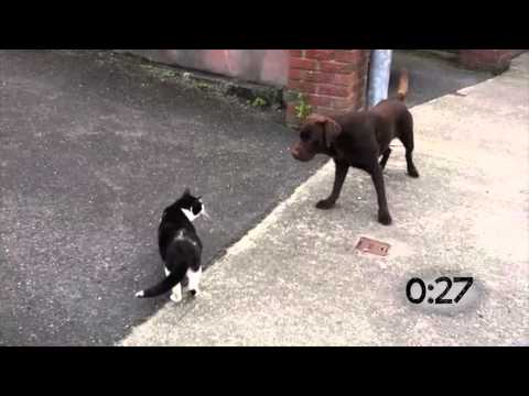 Dogs Running Away From Cats