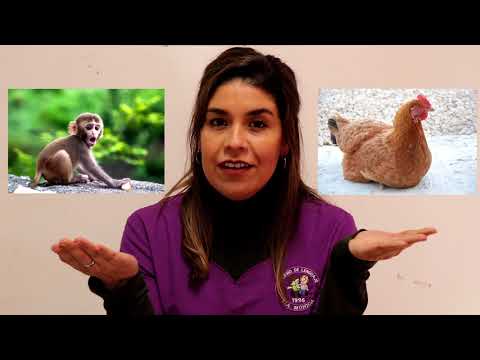 Juegos de palabras 7, onomatopeyas de animales 1