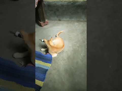 #shorts #youtubeshorts #anirbansview