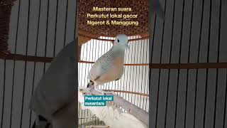 Download lagu Masteran juara perkutut ngerot, manggung2617 mp3